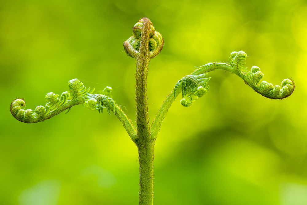 Platz 6 Johann Kerler